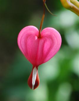 However, I have heard about the mysterious bleeding heart” flower